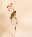 Blackcap on Rowan branch Royalty Free Stock Photo