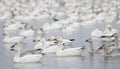 Some Snow geese flock swimming in a local pond in autumn in Canada Royalty Free Stock Photo