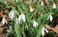 Some snowdrops in a forest Royalty Free Stock Photo
