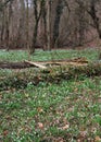 Some snowdrops in a forest Royalty Free Stock Photo