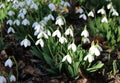 Some snowdrops Galanthus nivalis