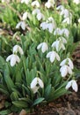 Some snowdrops Galanthus nivalis Royalty Free Stock Photo