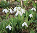 Some snowdrops Galanthus nivalis Royalty Free Stock Photo