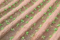 Some soild forming diagonal rows in a farm land.