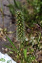 Some sort of grass with spines on the seminal head