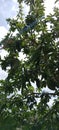 Some soursop fruit depend on the stem