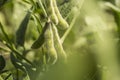 Some soybean pods in Brazil`s green field.