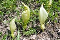 Close up of some wild inflorescence