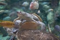 Two turtles swimming with fish in aquarium Royalty Free Stock Photo