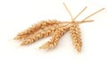 Some spikelets of wheat