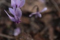 Some spring flower in violet