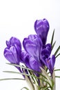 Some spring flowers of crocus isolated on white background