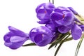 Some spring flowers of violet crocus isolated on white background Royalty Free Stock Photo