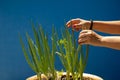 Some spring onions planted and growing in a pot.