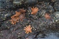 Some starfishes on a rock on the beach. Motukiekie bay point, west coast of New Zealand`s South Island Royalty Free Stock Photo