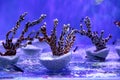Some strange coral in marine aquarium