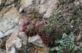 Some succulents and rock