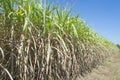 Some sugar tree with blue sky background.Economy agriculture plant of asia,View of copy space Royalty Free Stock Photo