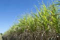 Some sugar tree with blue sky background.Economy agriculture plant of asia,View of copy space Royalty Free Stock Photo