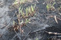 some sugarcane crops that are burned after harvest