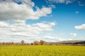 Yellow canola crops and flowers in the English countryside. Royalty Free Stock Photo