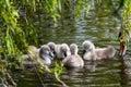 Some swan chicks eating algae.