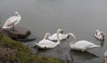 Some swan on a river