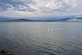 Swan in the sea in Puerto Natales, Chile