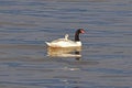 Swan in the sea in Puerto Natales, Chile