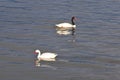 Swan in the sea in Puerto Natales, Chile