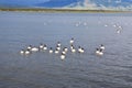 Swan in the sea in Puerto Natales, Chile