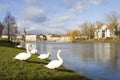 Swans in Chalon sur Saone Royalty Free Stock Photo