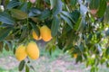 Some of sweet yellow marian plum produce Royalty Free Stock Photo