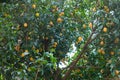 Yellow Marian plum produce on the tree Royalty Free Stock Photo