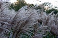 Some tall grass during the winter in Sweden