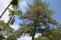 Some tall trees with sparse crown against the backdrop of a deep blue azure sky Royalty Free Stock Photo