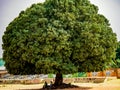 Huge mango tree