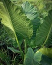 Some taro trees and green grass in a garden. Royalty Free Stock Photo