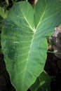 Some taro trees and green grass in a garden. Royalty Free Stock Photo