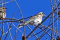 Some thrushes, Turdus philomelos, sit in the twigs of a larch