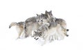 Some Timber wolves or grey wolves Canis lupus, isolated on white background, timber wolf pack standing in the falling snow in Cana