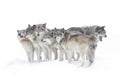 Some Timber wolves or grey wolves Canis lupus, isolated on white background, timber wolf pack standing in the falling snow in Cana