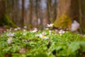 some tiny blooming wood anemones in a forest in spring Royalty Free Stock Photo