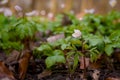 some tiny blooming wood anemones in a forest in spring Royalty Free Stock Photo