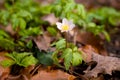 some tiny blooming wood anemones in a forest in spring Royalty Free Stock Photo