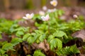 some tiny blooming wood anemones in a forest in spring Royalty Free Stock Photo