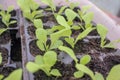 some tiny lettuces ready to be planted in a greenhouse