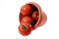 Some tomatoes in plastic pail Royalty Free Stock Photo