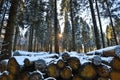 Tree logs in a winter forest Royalty Free Stock Photo