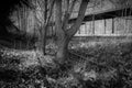 Some Tree trunks grow in a disused railroad track